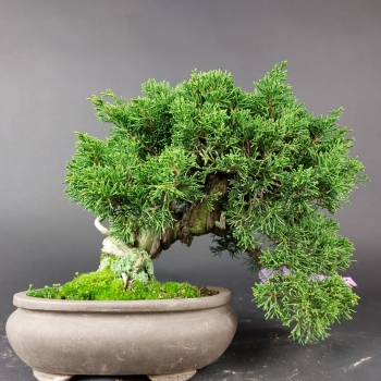 Bonsai - Wacholder, Juniperus Chinensis, Shohin, Japan