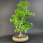 Preview: Bonsai - Dreispitzahorn, Acer Buergerianum