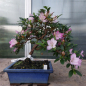 Preview: Bonsai - Jap. Satsuki Azalee, Murasakisuisho