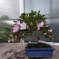 Preview: Bonsai - Jap. Satsuki Azalee, Murasakisuisho