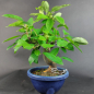 Preview: Bonsai - Quitte, Cydonia Sinensis
