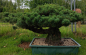 Preview: Gartenbonsai, Niwaki - Mädchenkiefer, Pinus Pentaphylla