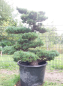 Preview: Gartenbonsai, Niwaki - Mädchenkiefer, Pinus Pentaphylla