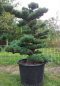 Preview: Gartenbonsai, Niwaki - Mädchenkiefer, Pinus Pentaphylla