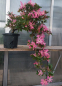 Preview: Bonsai - Jap. Satsuki Azalee, Hanabin