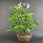 Preview: Bonsai - Quitte, Cydonia Sinensis