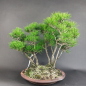 Preview: Bonsai - Schwarzkiefer, Pinus Thunbergii Forest, Japan