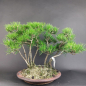 Preview: Bonsai - Schwarzkiefer, Pinus Thunbergii Forest, Japan