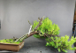 Preview: Bonsai - Jap. Eibe, Taxus Cuspidata