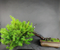 Preview: Bonsai - Jap. Eibe, Taxus Cuspidata