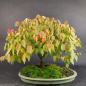 Preview: Bonsai - Zelkova Serrata