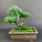 Preview: Bonsai - Mädchenkiefer, Pinus Pentaphylla, Japan