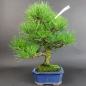 Preview: Bonsai - Schwarzkiefer, Pinus Thunbergii, Japan