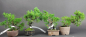 Preview: Bonsai - Wacholder, Juniperus Chinensis, Japan, Preis pro Stück/Pflanze