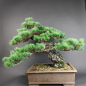 Preview: Bonsai - Mädchenkiefer, Pinus Pentaphylla, Japan