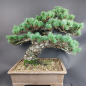 Preview: Bonsai - Mädchenkiefer, Pinus Pentaphylla, Japan