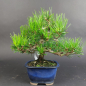 Preview: Bonsai - Pinus Thunbergii, Schwarzkiefer, Japan