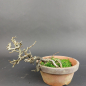 Preview: Bonsai - Zierquitte, Chaenomeles speciosa, Chojubai