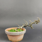 Preview: Bonsai - Zierquitte, Chaenomeles speciosa, Chojubai