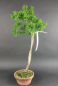 Preview: Bonsai - Wacholder, Juniperus Chinensis Literat, Japan