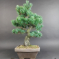 Preview: Bonsai - Mädchenkiefer, Pinus Pentaphylla, Japan