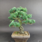 Preview: Bonsai - Mädchenkiefer, Pinus Pentaphylla, Japan
