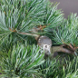Preview: Bonsai - Mädchenkiefer, Pinus Pentaphylla, Japan