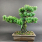 Preview: Bonsai - Mädchenkiefer, Pinus Pentaphylla, Japan