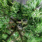 Preview: Bonsai - Mädchenkiefer, Pinus Pentaphylla, Japan