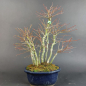 Preview: Bonsai - Fächerahorn, Acer Palmatum