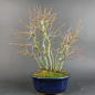 Preview: Bonsai - Fächerahorn, Acer Palmatum