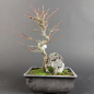 Preview: Bonsai - Fächerahorn, Acer Palmatum Arakawa Rock