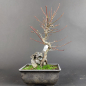 Preview: Bonsai - Fächerahorn, Acer Palmatum Arakawa Rock
