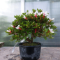 Preview: Bonsai - Jap. Satsuki Azalee, Hi no Maru