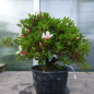 Preview: Bonsai - Jap. Satsuki Azalee, Hi no Maru