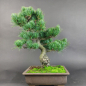 Preview: Bonsai - Mädchenkiefer, Pinus Pentaphylla, Japan