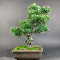 Preview: Bonsai - Mädchenkiefer, Pinus Pentaphylla, Japan