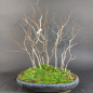 Preview: Bonsai - Carpinus Laxiflora Forest