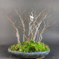 Preview: Bonsai - Carpinus Laxiflora Forest