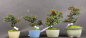 Preview: Bonsai - Zwergmispel, Cotoneaster horizontalis, Shohin, Japan, Preis pro Stück/Pflanze