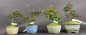 Preview: Bonsai - Zwergmispel, Cotoneaster horizontalis, Shohin, Japan, Preis pro Stück/Pflanze