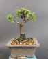 Preview: Bonsai - Ajanfichte, Picea Jezoensis, Shohin