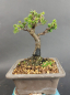 Preview: Bonsai - Ajanfichte, Picea Jezoensis, Shohin