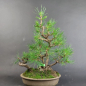 Preview: Bonsai - Schwarzkiefer, Pinus Thunbergii, Japan