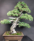 Preview: Bonsai - Mädchenkiefer, Pinus Pentaphylla, World Bonsai Convention, Saitama