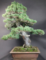 Preview: Bonsai - Mädchenkiefer, Pinus Pentaphylla, World Bonsai Convention, Saitama
