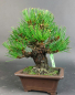 Preview: Bonsai - Pinus Thunbergii, Schwarzkiefer, Japan