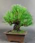 Preview: Bonsai - Pinus Thunbergii, Schwarzkiefer, Japan