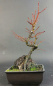 Preview: Bonsai - Fächerahorn, Acer Palmatum Arakawa Rock