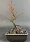 Preview: Bonsai - Fächerahorn, Acer Palmatum Arakawa Rock